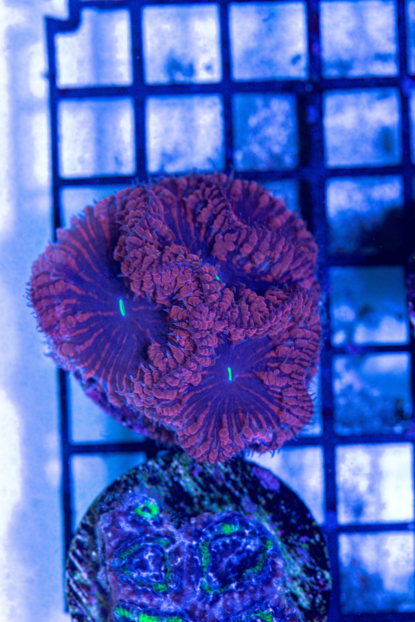 Blastomussa Frag 7305