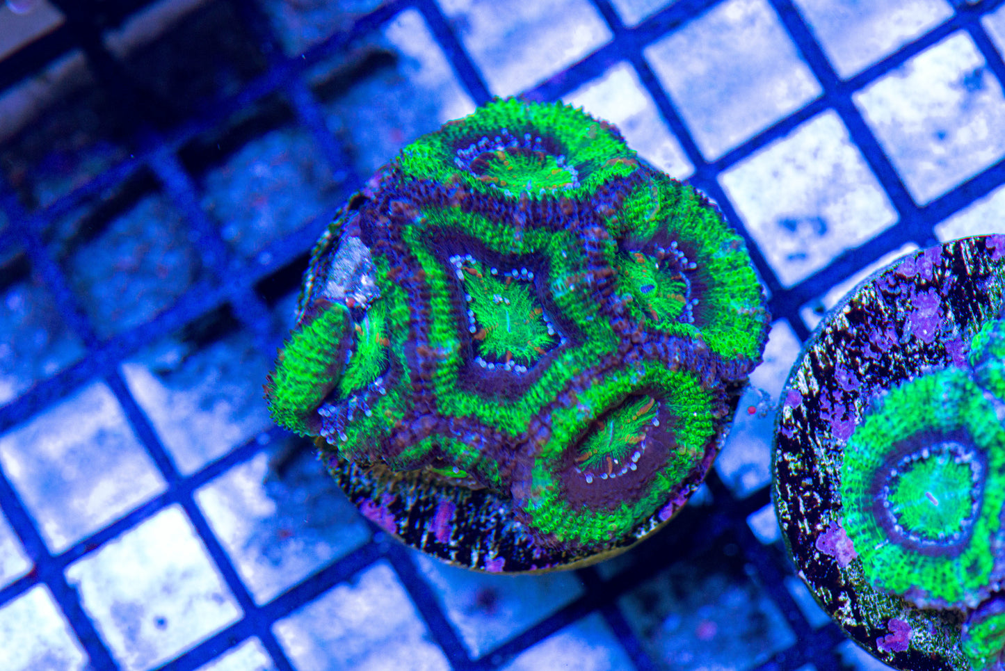 Acan Lord Frag 7306