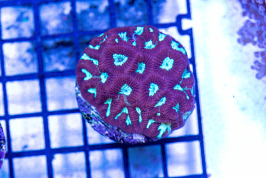 Favites Frag 7309