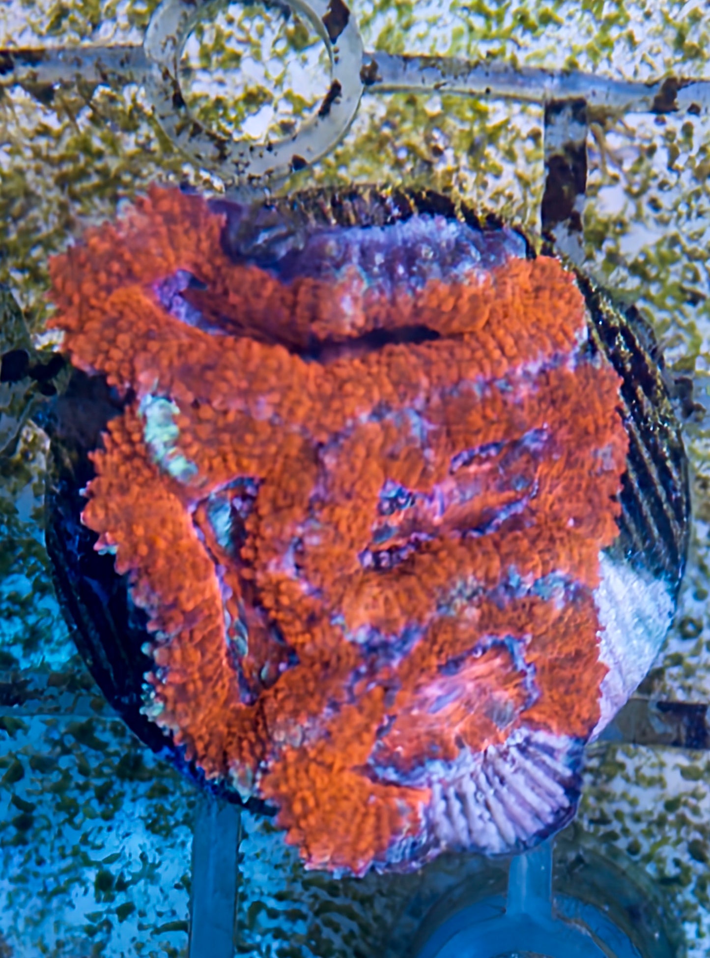 Acan Lord Frag