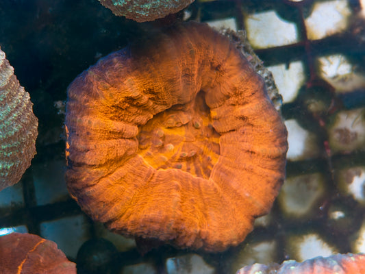Scolymia
