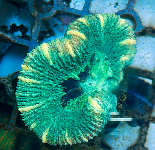 Trachy Frag