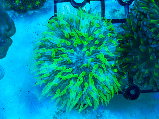 Neon Green fungia coral