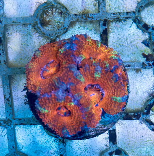 Acan Lord Frag