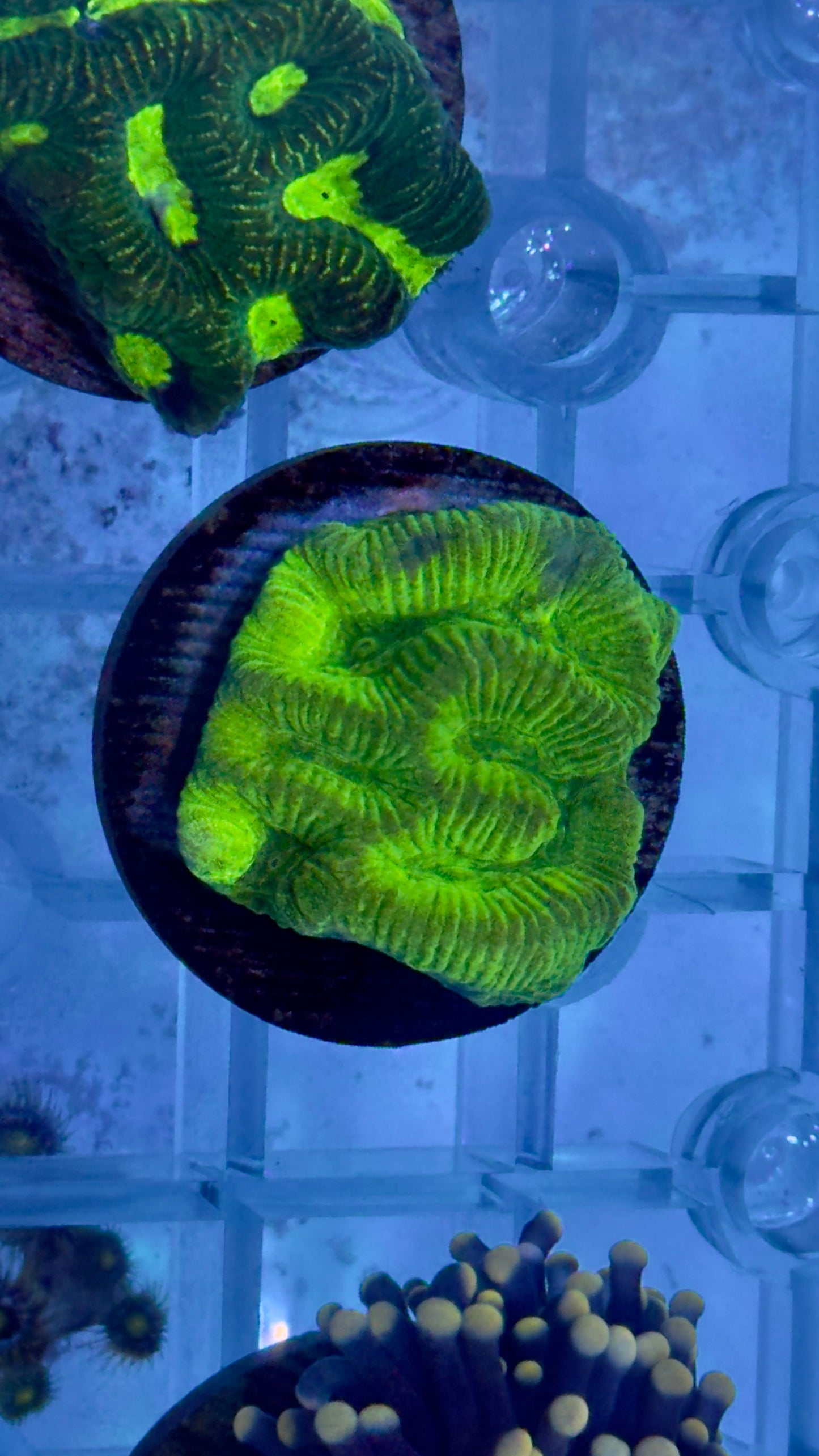 Moon coral frag
