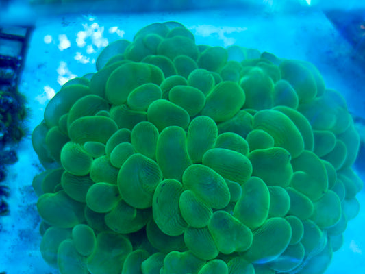 Lime Bubble colony