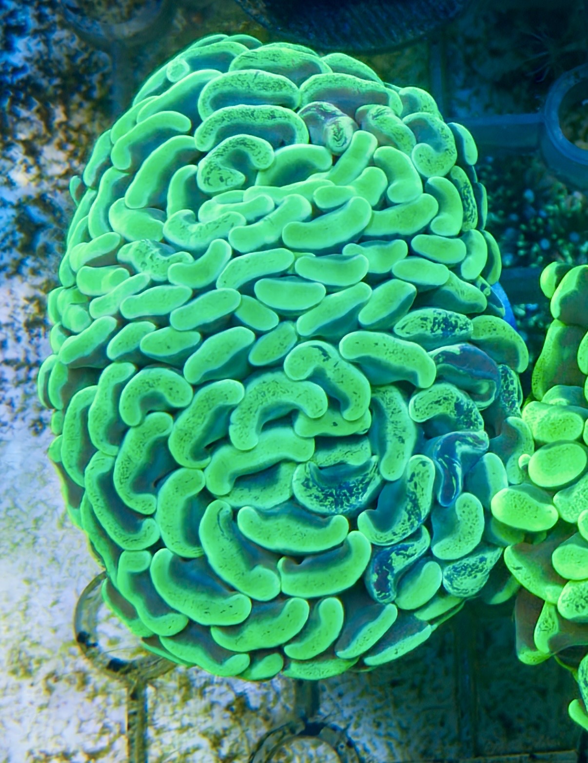 Green hammer frag
