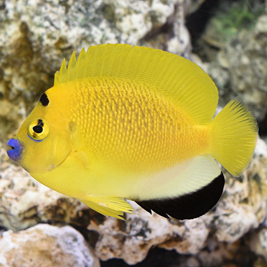 live fish, marine fish, aquarium, reef aquaria