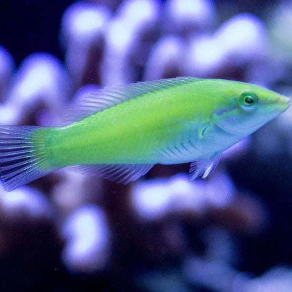 Green Wrasse