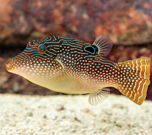 Honeycomb Toby Puffer
