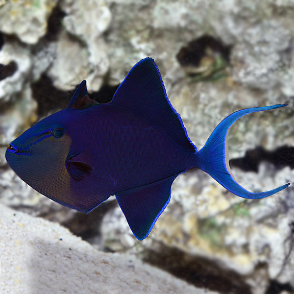 Niger Triggerfish medium