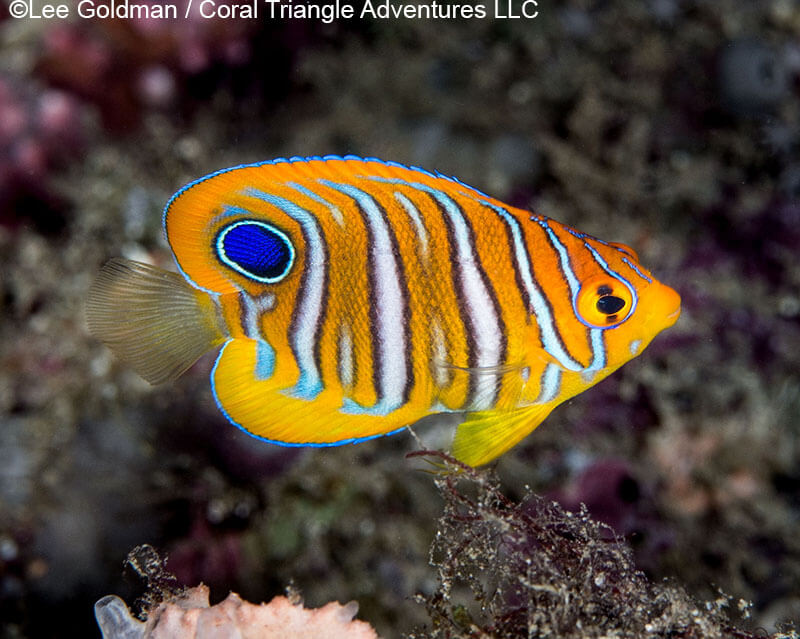 Pelleting feeding Regal angelfish Adult Hand caught