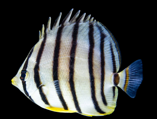 Eight-banded Butterflyfish