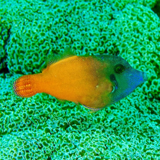 Flame-tail Filefish