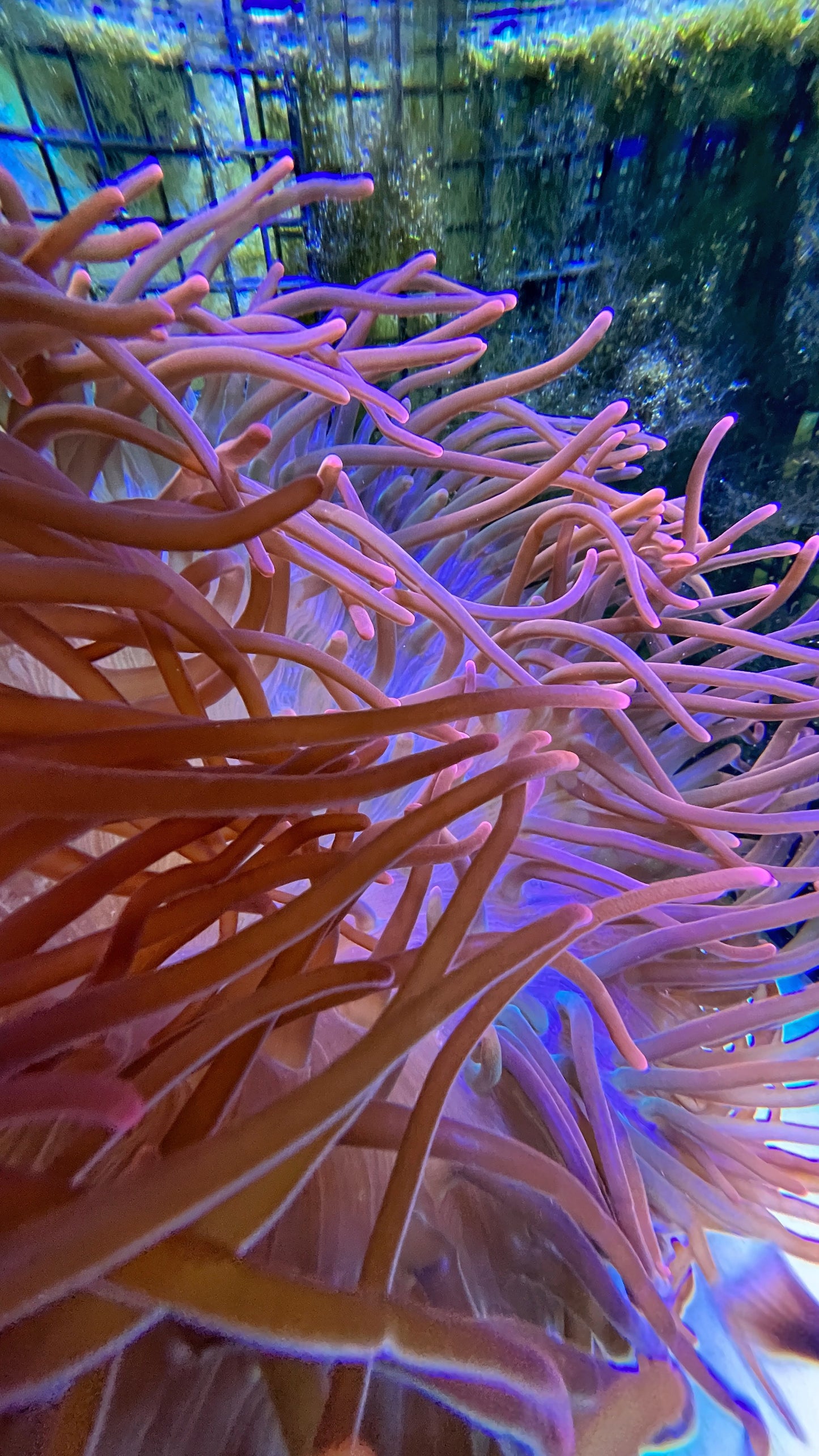 reef aquaria, anemone, reef tank