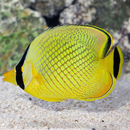 Raffle's Butterflyfish