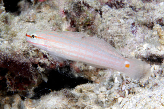 Orange Lined Goby