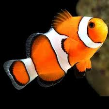 True Percula Clownfish - Reef Aquaria