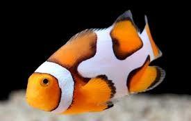 Picasso Percula Clownfish pair - Reef Aquaria