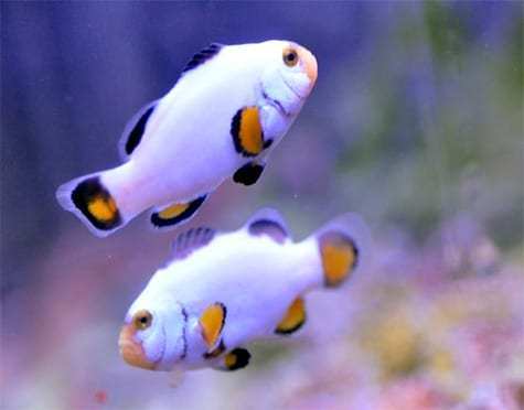 Platinum Percula Clownfish - Reef Aquaria