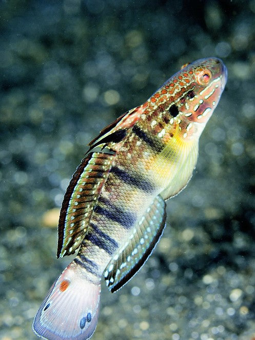 Banded Goby - Reef Aquaria