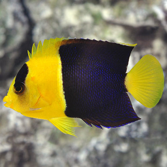 Bicolor Angelfish - Reef Aquaria