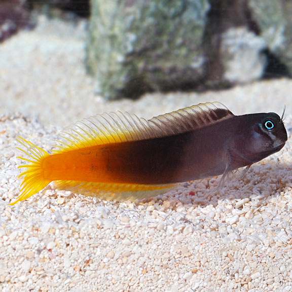 Bi-Colour Blenny - Reef Aquaria