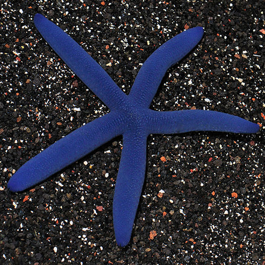 Linckia Sea Star, Blue