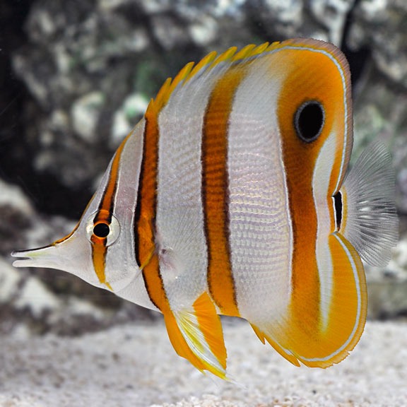 live marine fish, live coral, marine aquarium, reef tank, copperband, reef aquaria