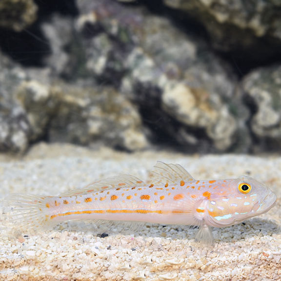 Diamond Watchman Goby - Reef Aquaria