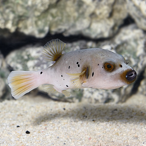 dog face puffer, livestock, marine tank, reef tank, reef aquaria