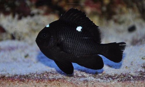 Domino Damsel - Reef Aquaria