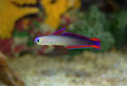 Purple Firefish - Reef Aquaria