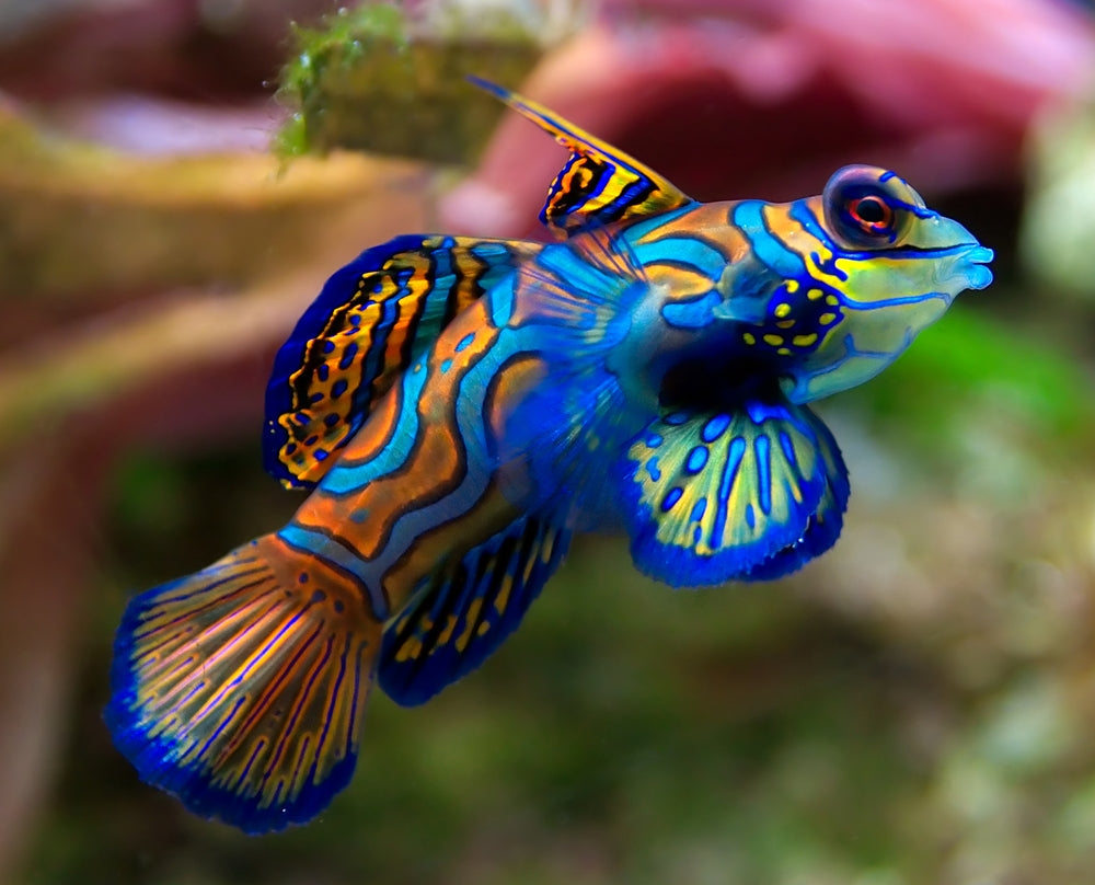 Green Mandarin - Reef Aquaria