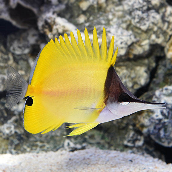Long nose butterflyfish - Reef Aquaria