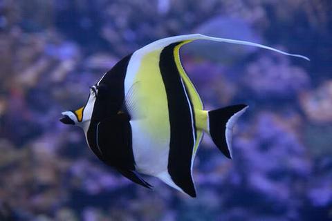 Moorish Idol