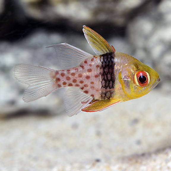 marine fish, livefish, marine aquarium, reef aquaria, reef tank