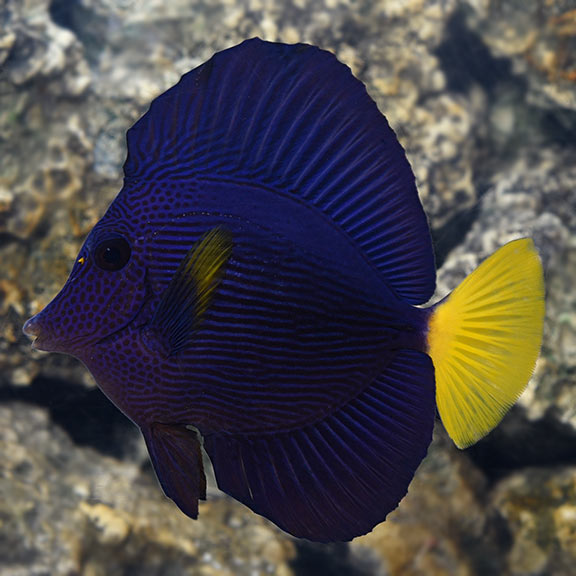 Purple Tang large