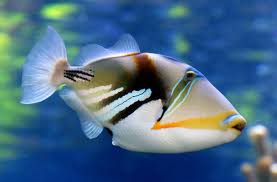 Rectangle Trigger - Reef Aquaria