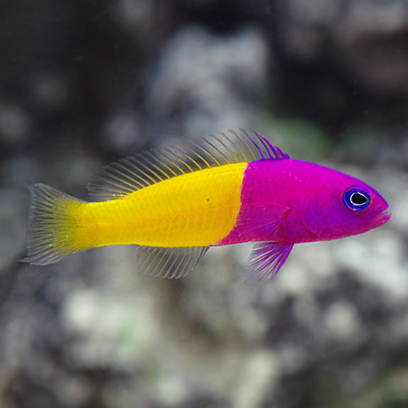 Royal Dottyback - Reef Aquaria