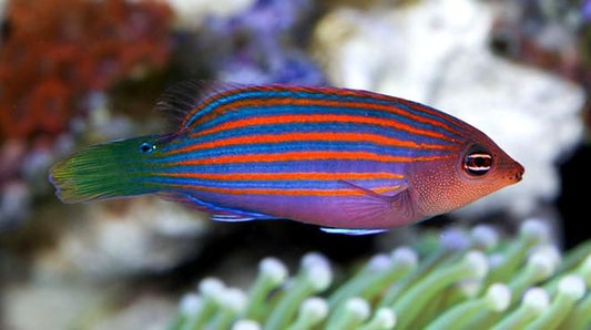 Six Line Wrasse - Reef Aquaria