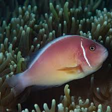 Skunk Clown, Pink - Reef Aquaria