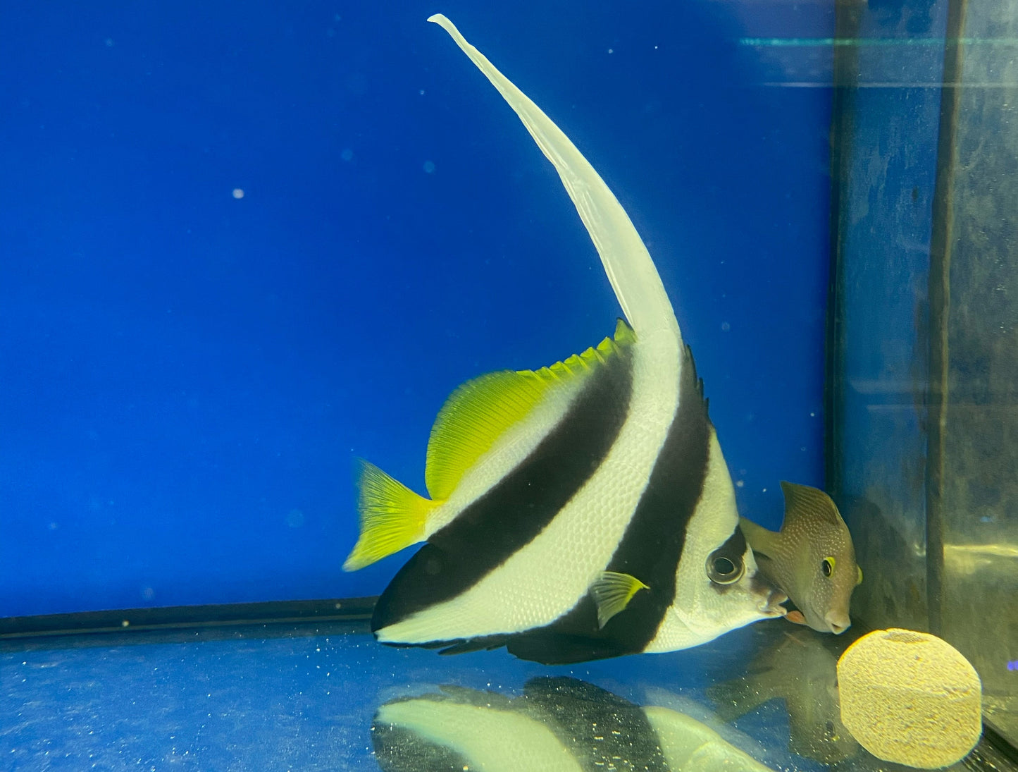 Longfin Bannerfish