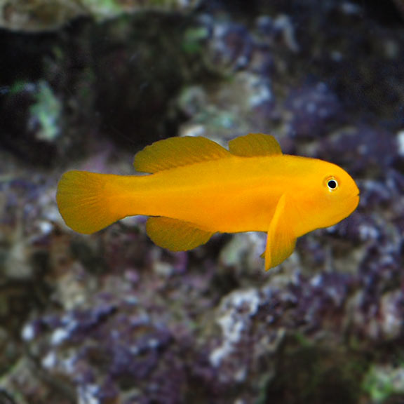 live fish, reef tank, live coral, marine aquarium, live marine fish, reef fish, reef aquaria