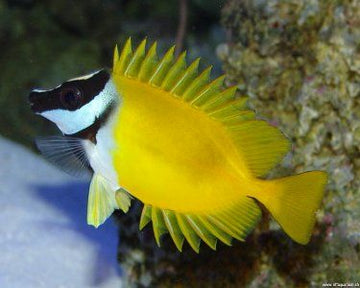 Live marine fish – Reef Aquaria