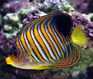 Regal angelfish - Reef Aquaria