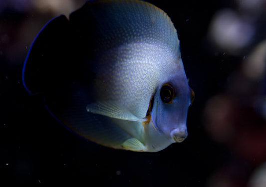 Half Black Mimic Tang - Reef Aquaria