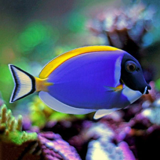 Powder Blue Tang - Reef Aquaria