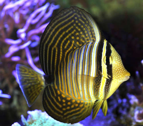 Indo Sailfin - Reef Aquaria