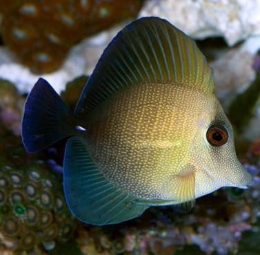 Scopas Tang - Reef Aquaria